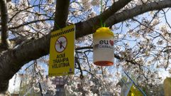 Una trampa para velutina en un espacio p�blico de Carballo 