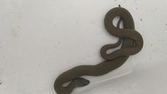 La serpiente apareci� en una finca de Parga