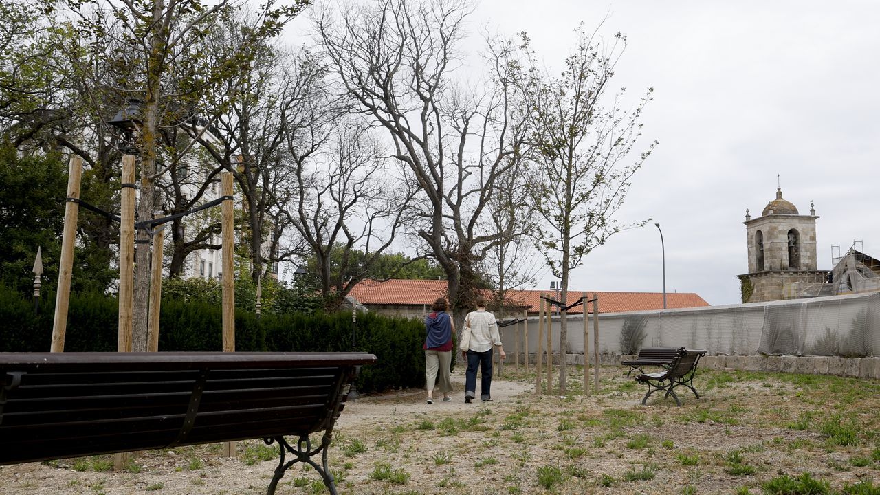 Expertos alertan del estrés hídrico de los nuevos olmos de San Carlos en A Coruña