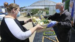 Manuel P�rez, al frente del huerto, entrega las hortalizas una vez a la semana al Banco de Alimentos