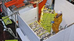 Imagen de archivo de un cerquero gallego descargando jurel