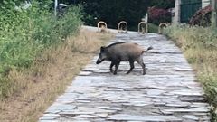 Foto de archivo de un jabal� en un paseo. La presencia de estos animales es cada vez m�s frecuente en zonas urbanas, tambi�n en A Mari�a