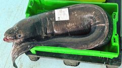 Congrio de 44,3 kilos en la lonja de Ribeira