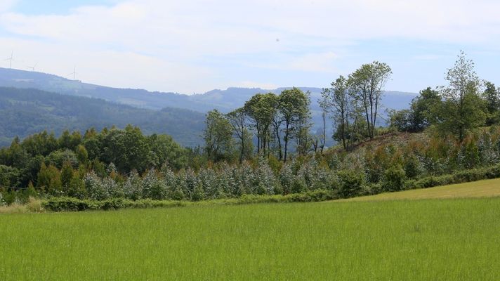 El eucalipto est� presente en varias zonas del interior de Lugo 