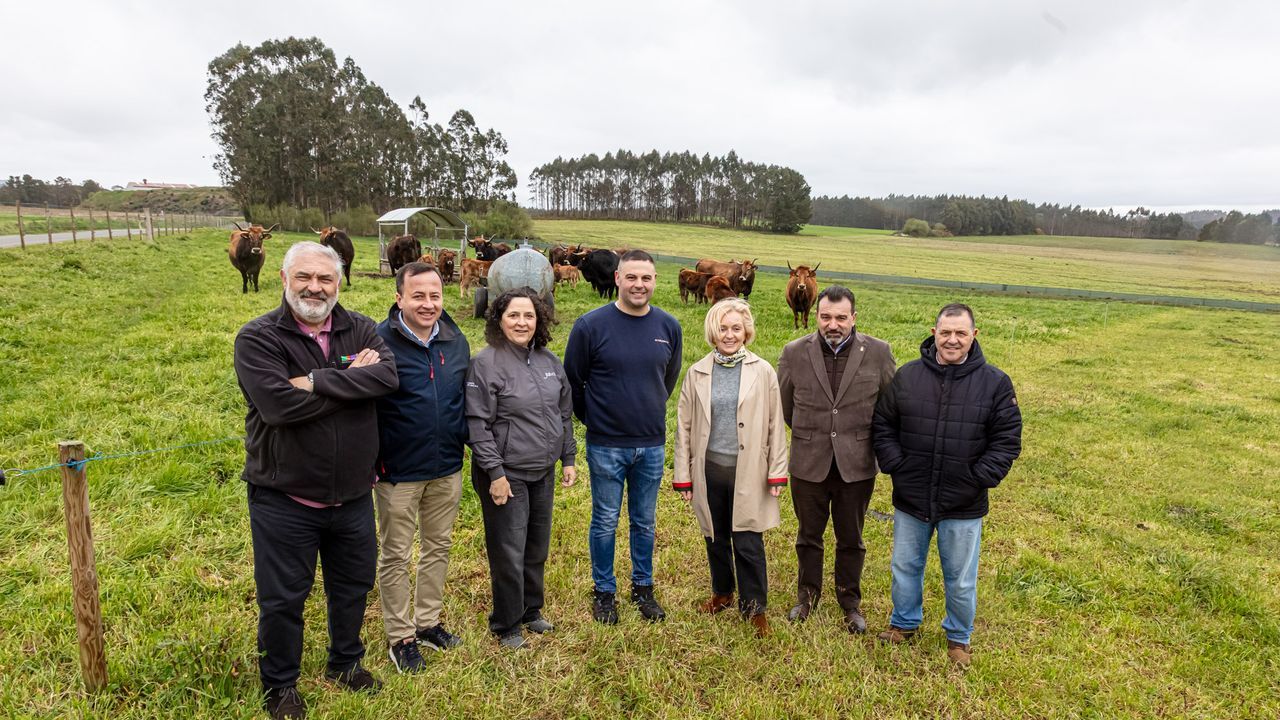 La Xunta ensalza el modelo de la Ganadería Costoya en Mesía como referente en la recuperación de la raza Limiá