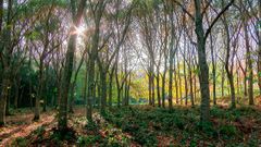 Imagen de archivo de un bosque en Galicia