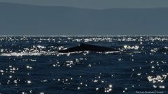 Dos ballenas azules, madre e hija, se dejan ver en Galicia