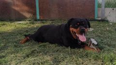 Xona es un ejemplar de rottweiler y tiene ocho a�os.