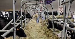 La liberaci�n de la producci�n de leche en abril del 2015 es vista con recelo en el sector agroganadero gallego.