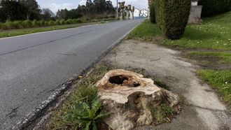 En primer plano, uno de los �rboles talados. Al fondo, varios ejemplares que contin�an en pie