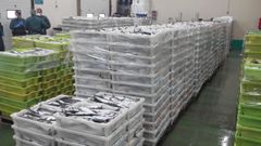 Xarda ilegal incautada la semana pasada por la Guardia Civil en la bodega oculta de un pesquero que opera en el puerto de Burela durante esa pesquer�a estacional