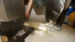 Tirando la leche ayer por la ma�ana en una granja de Ribadeo