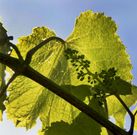 Los t�cnicos calculan que, en cuesti�n de d�as, comenzar� la brotaci�n en R�as Baixas. 