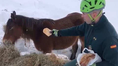 Yegua atrapada por la nieve