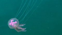 Invasión de medusas en Ferrol