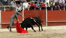 Corrida de toros de Sarria durante el San Juan de 2014. 