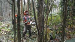 Un equipo manual trabaja en un monte de Ortigueira hace tres a�os, en una escena que cada vez resulta m�s rara