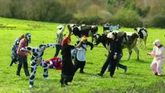 El Harlem Shake, entre vacas