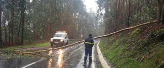 En Boiro hubo que cortar unos ocho �rboles que ocupaban viales. 