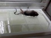 Imagen de uno de los ratones que apareci� dentro del recinto escolar.