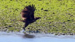 Foto facilitada de un pigargo liberado en 2021 que echa a volar en la r�a de Tina Mayor