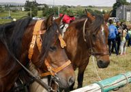 Otra feria de ganado que tambi�n se celebra en Foz. 