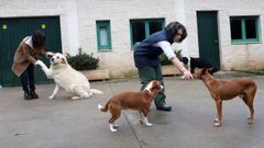 Loli G�mez Sotelo, en primer plano, y Carmen Campa�a, responsable del centro de acogida de perros de Ribeira