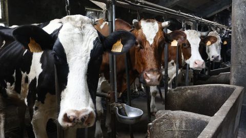 Vacas lecheras en una granja gallega en foto de archivo