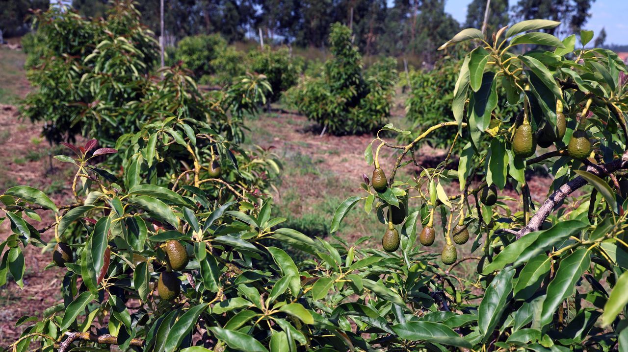 Galicia explora el cultivo del aguacate