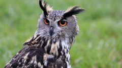 Imagen de archivo de un b�ho real en una exhibici�n de cetrer�a