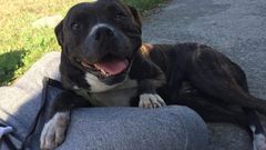 El animal est� ahora en un centro de recuperaci�n de conducta de Ferrol, ya que lleg� a la protectora con traumas que impidieron que fuera adoptada