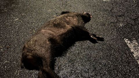 El jabal� muerto, en un arc�n de la carretera N-550 en Alba, en Pontevedra
