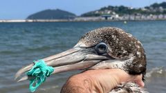 Los pl�sticos amordazaban las mand�bulas del alcatraz que fue auxiliado en la playa de Covas, en Viveiro, por varios ba�istas