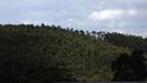 Monte de eucalipto en Xove