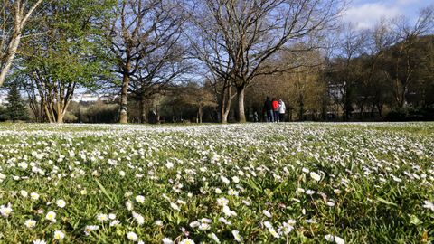 Un manto de margaritas cubre el parque do Mi�o, en Lugo.