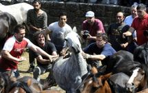 Alrededor de doscientos caballos entraron ayer al curro estradense para cortarles las crines. 
