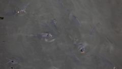 Numerosos ejemplares de carpa al pie de la presa del embalse del Belesar