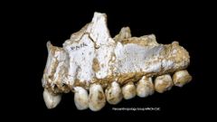 Unha das mand�bulas da cova asturiana de O Sidr�n
