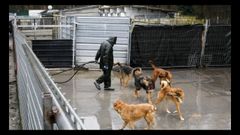 Imagen tomada en las instalaciones de la Protectora.