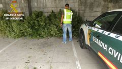Las plantas ten�an una gran altura.