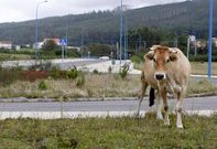 Mercadona ser�a de los primeros negocios en el pol�gono donde a�n pastan las vacas.