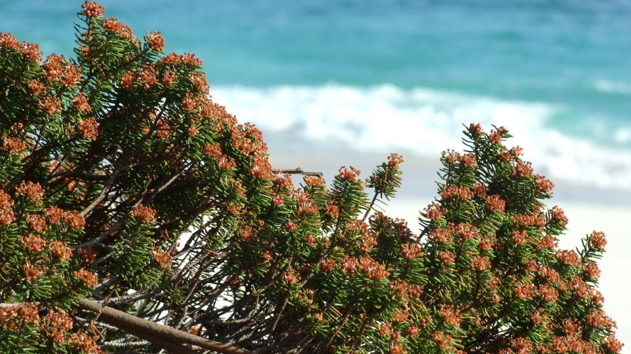 El reto de recuperar las perlas de las dunas en las islas Cíes