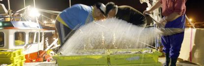 Las lanchas de artes menores son las que m�s est�n notando que el pescado no abunda, al menos en lo que va de este a�o 2016. 