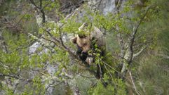 Un oso pardo salvaje del �rea cant�brica aliment�ndose de brotes de robles en el monte