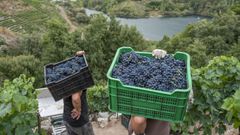 Una imagen de la vendimia del 2019 en la parroquia de Lobios, en el municipio de Sober