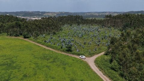 Zona en la que Red El�ctrica iniciar� las obras del Anillo el�ctrico Central de Asturias con la subestaci�n de Cardoso