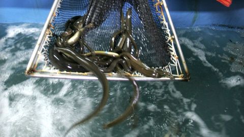 Anguilas en la lonja de Arcade, donde en el 2025 se vendieron casi 21.000 kilos de anguilas adultas, m�s de la mitad de las comercializadas en Galicia.