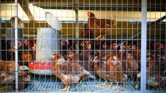 Agricultura asegura que no hay fecha para poner fin al confinamiento de las gallinas
