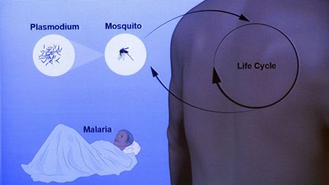 Investigacin que ha sido reconocida con el Nobel de Medicina