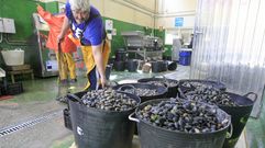 Almeja almacenada ayer para la venta en la cofrad�a de Barallobre